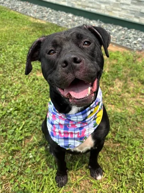 An adult medium-sized female Pit Bull Terrier dog named Shuri for adoption in Leesburg, VA