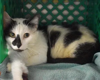 An adult small-sized male Domestic Short Hair cat named Cat Stevens for adoption in West Seneca, NY