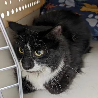 A young medium-sized female Domestic Medium Hair cat named Tootsie Roll for adoption in Worcester, MA