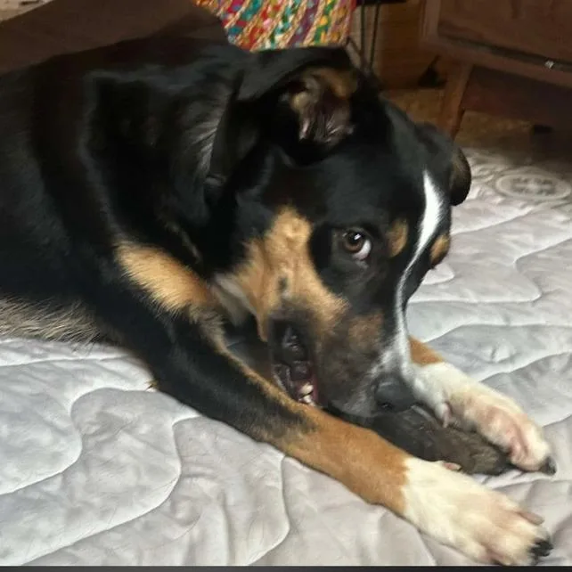 An adult medium-sized male Black Greater Swiss Mountain Dog dog named Rocket for adoption in Columbia Station, OH