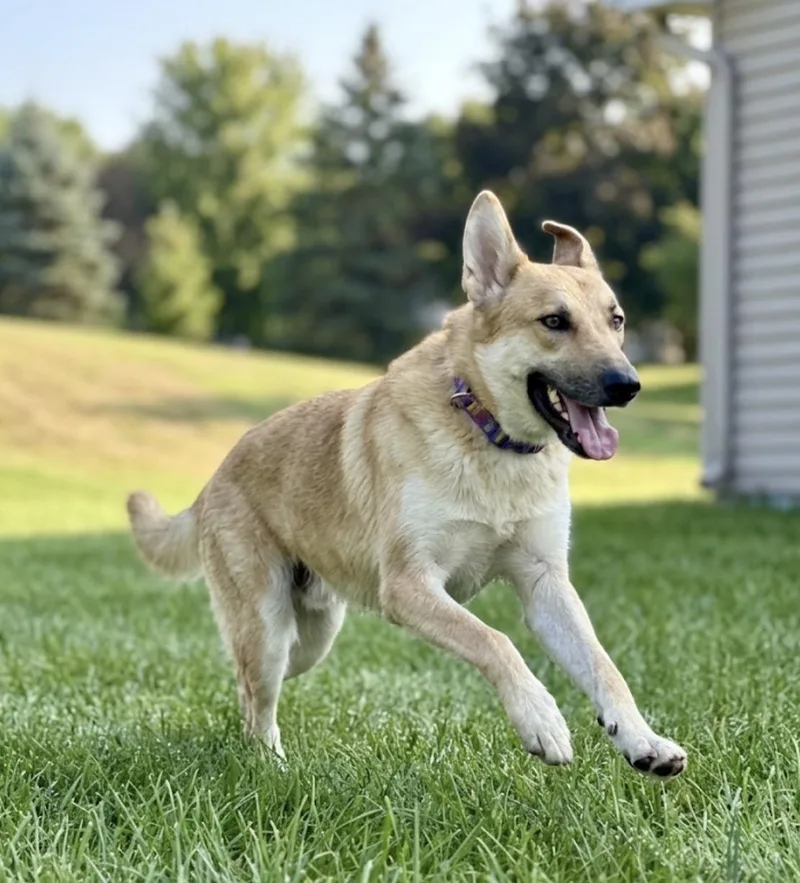 An adult medium-sized female German Shepherd Dog dog named Canela for adoption in Iron Ridge, WI