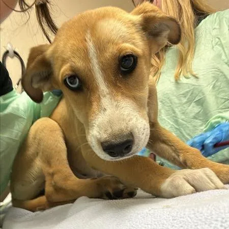 A baby small-sized female Yellow / Tan / Blond / Fawn Husky dog named Cheddar for adoption in Tempe, AZ