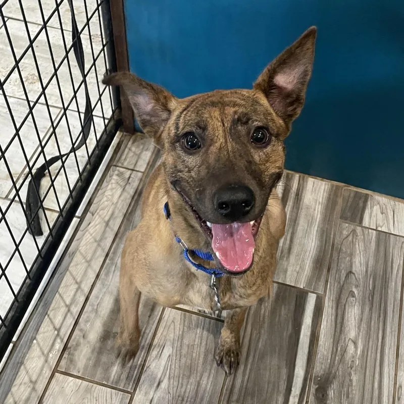 A young medium-sized female Feist dog named Vivi for adoption in West Des Moines, IA