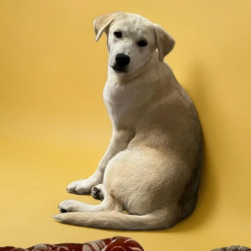 A young large-sized male Apricot / Beige Mixed Breed dog named Blake for adoption in Boca Raton, FL