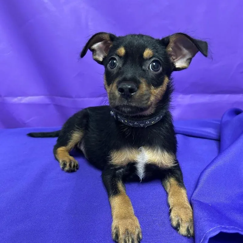 A baby small-sized male Black Miniature Pinscher dog named Goofus for adoption in North Myrtle Beach, SC