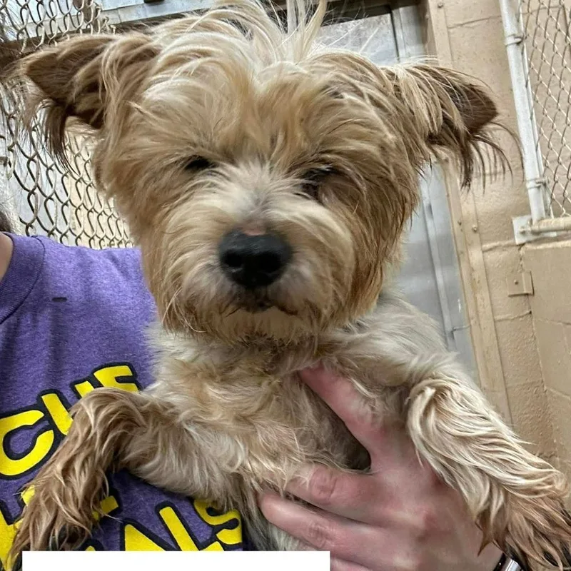 An adult small-sized female Yellow / Tan / Blond / Fawn Yorkshire Terrier dog named Star for adoption in Blue Springs, MO