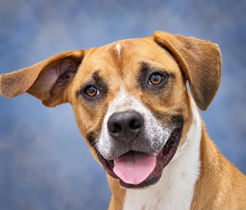 An adult medium-sized male Hound dog named Asher for adoption in Manchester, CT