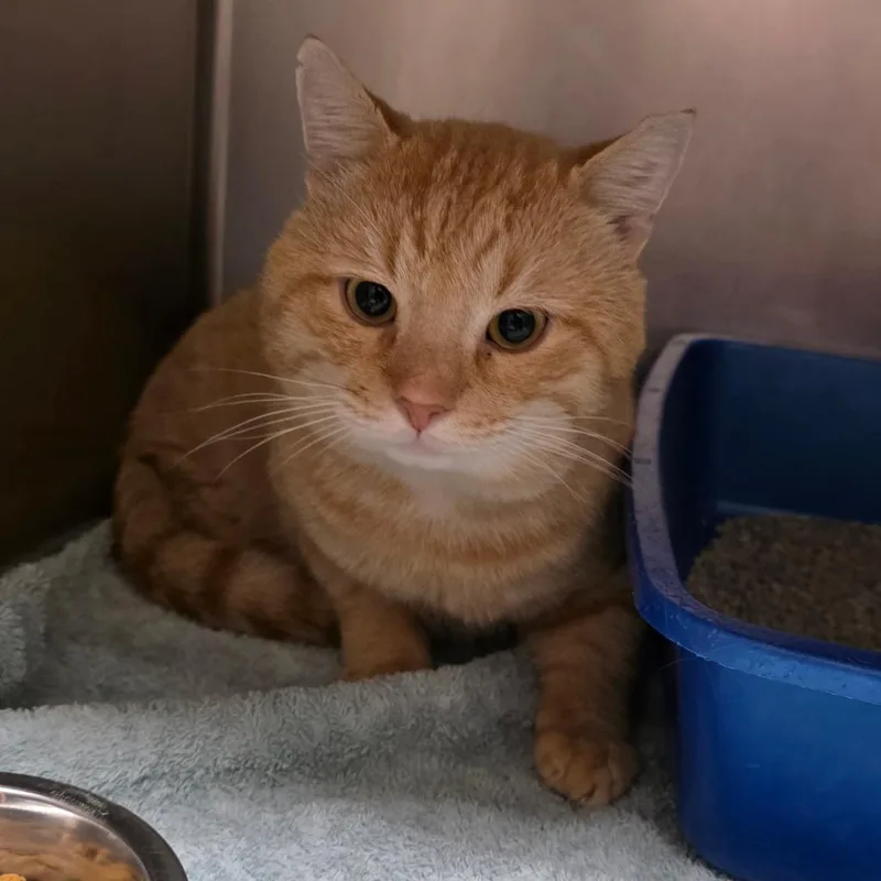 An adult large-sized male Domestic Short Hair cat named Marmalade for adoption in Auburn, AL