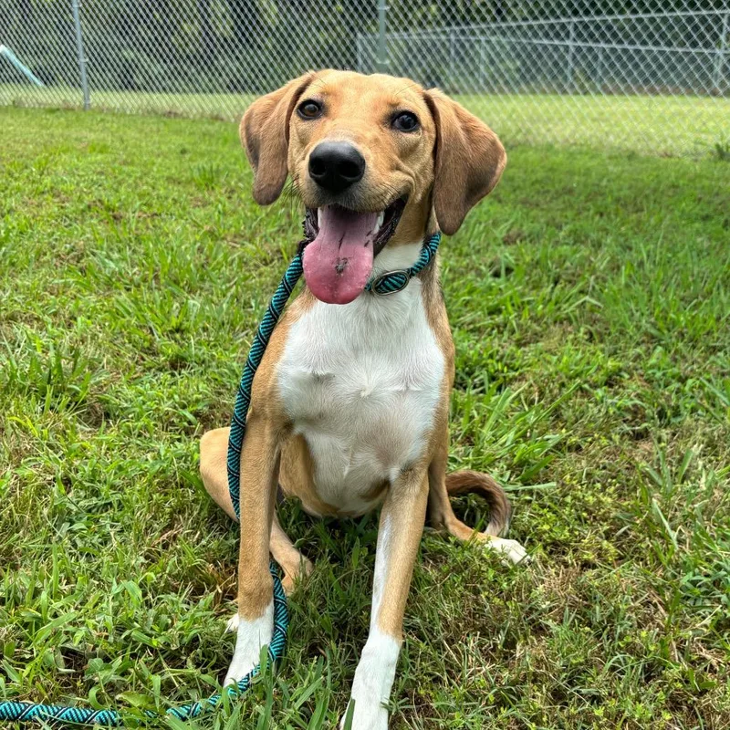 Savannah thumbnail 3