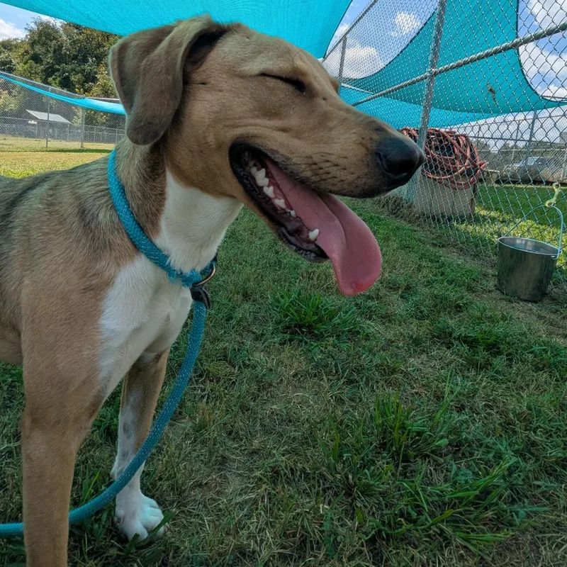 Savannah thumbnail 4