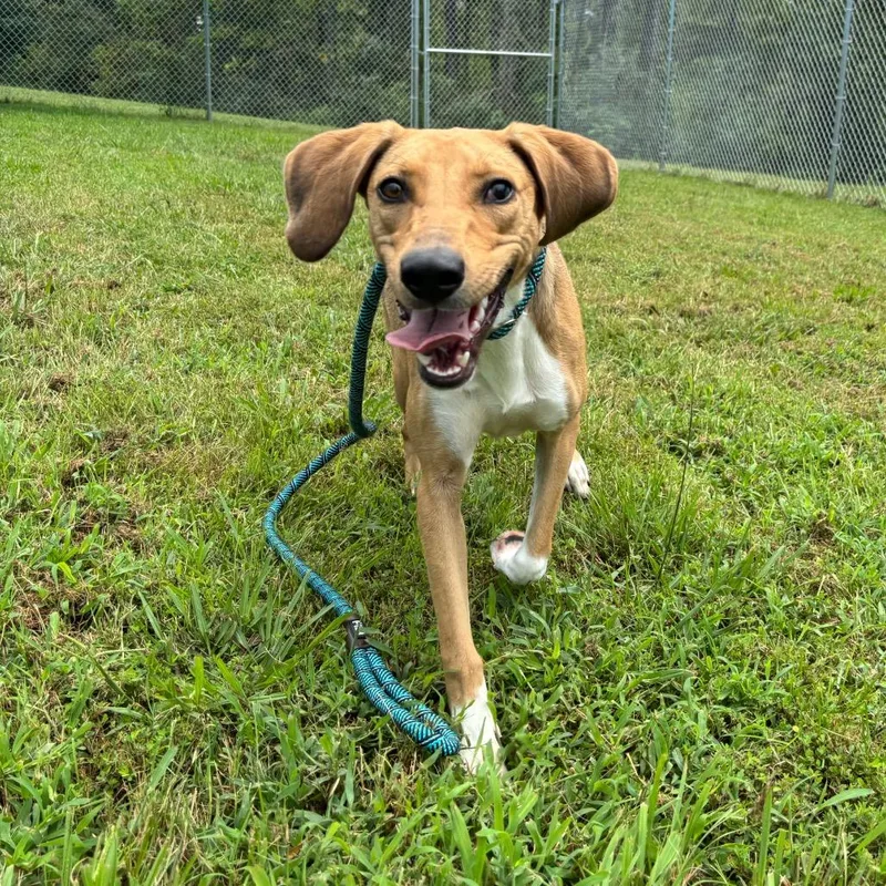 Savannah thumbnail 5