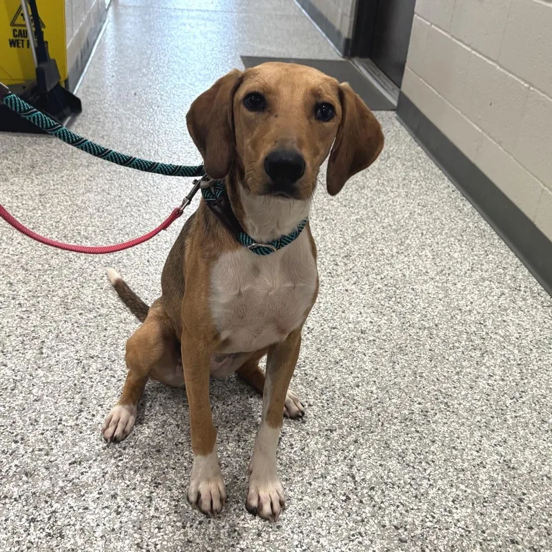 Savannah thumbnail 6