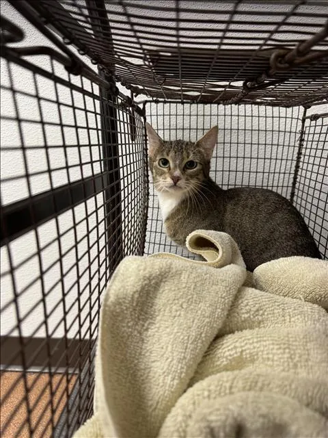 A young medium-sized female Domestic Short Hair cat named Pixel for adoption in Chatsworth, CA