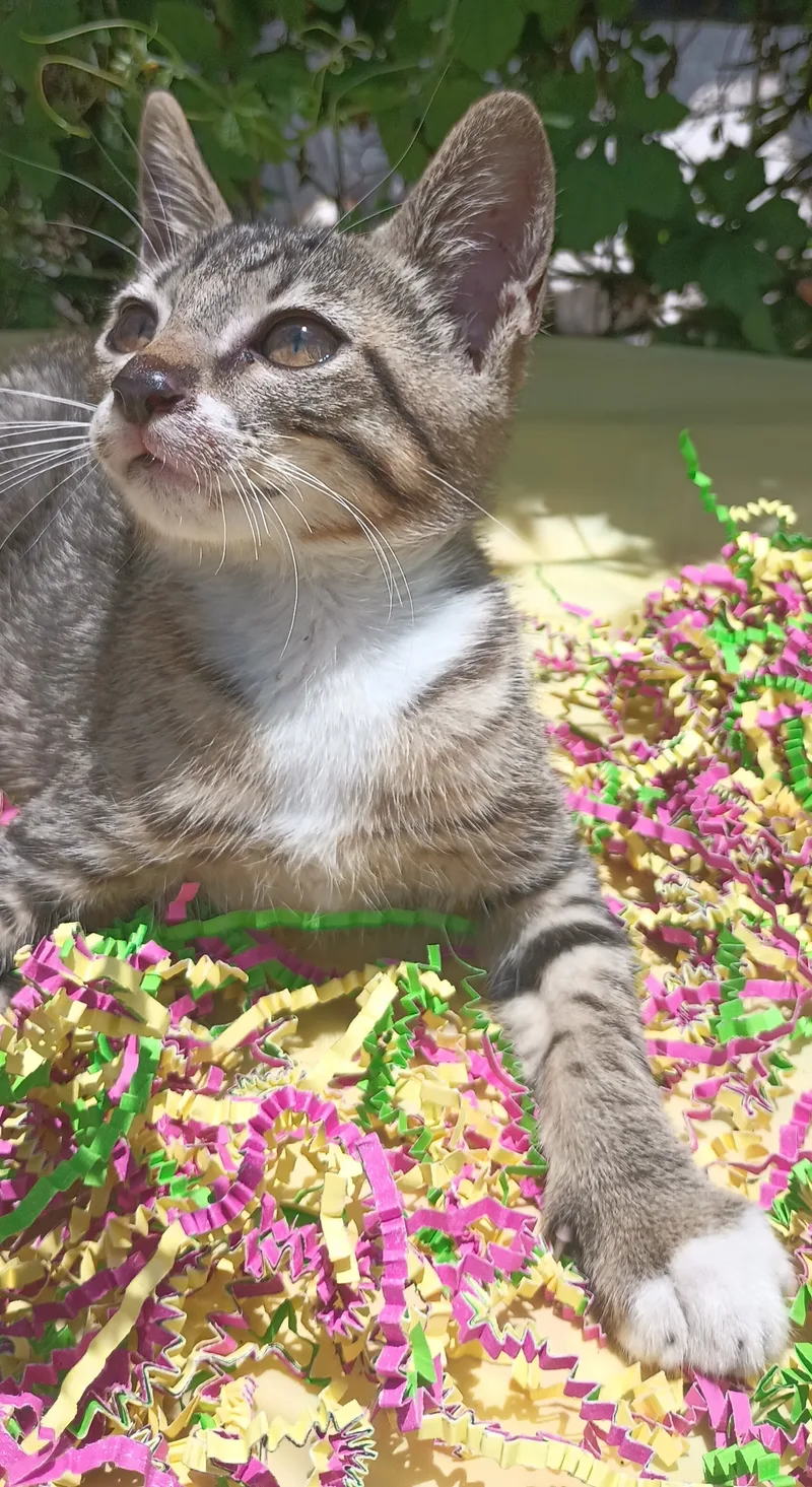 Snickers thumbnail 2