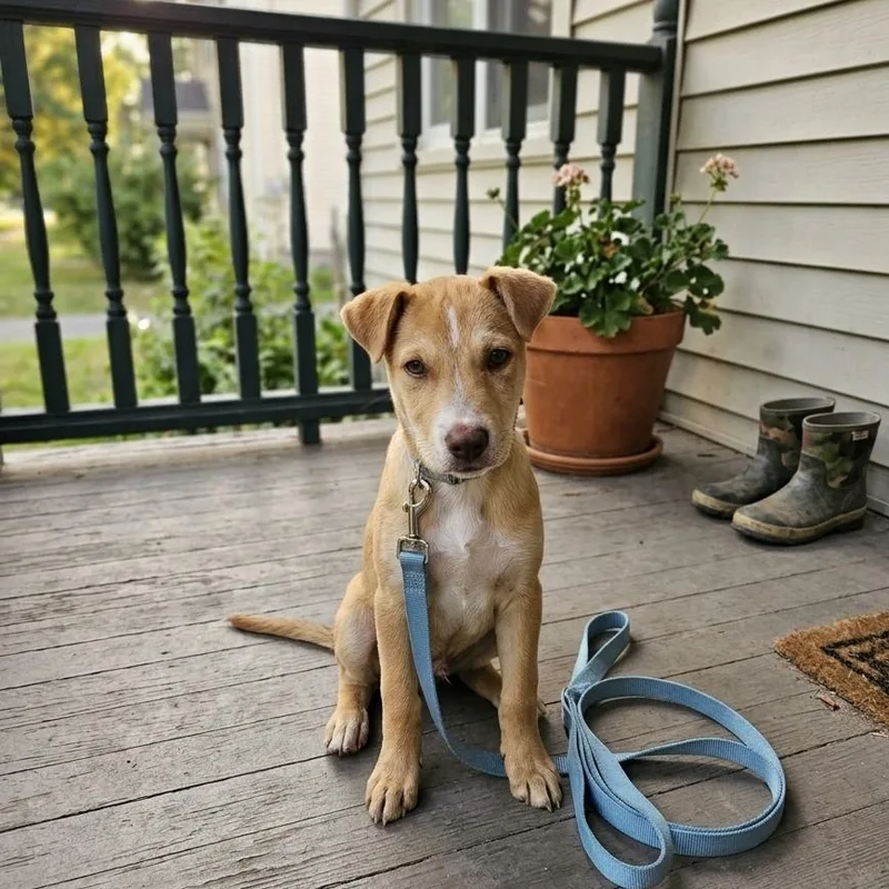 A young medium-sized male Apricot / Beige Labrador Retriever dog named Winston for adoption in Salisbury, MD