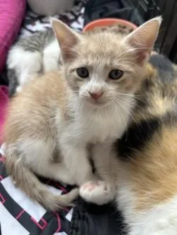A baby medium-sized male Domestic Short Hair cat named Levi for adoption in West Memphis, AR