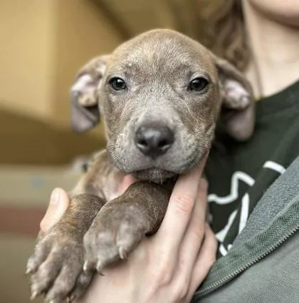 A baby small-sized male Mixed Breed dog named Gavin for adoption in Munster, IN