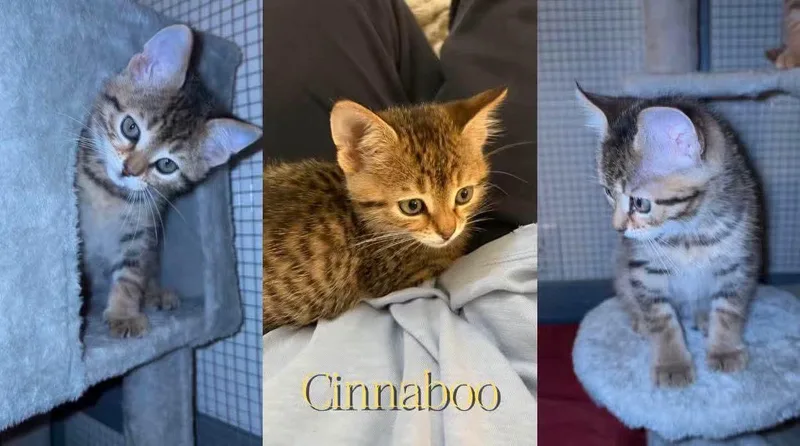 A baby medium-sized male Tabby (Brown / Chocolate) Domestic Short Hair cat named Cinnaboo for adoption in Cosby, TN