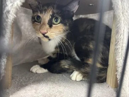 An adult small-sized female Domestic Short Hair cat named Pringles for adoption in Cumming, GA