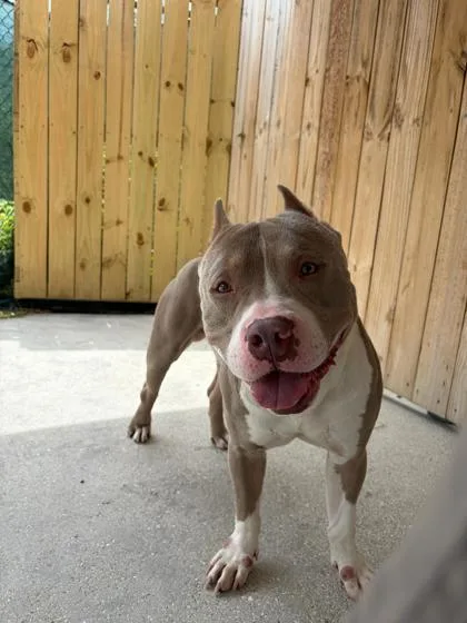 An adult large-sized male American Staffordshire Terrier dog named Tank for adoption in North Miami Beach, FL