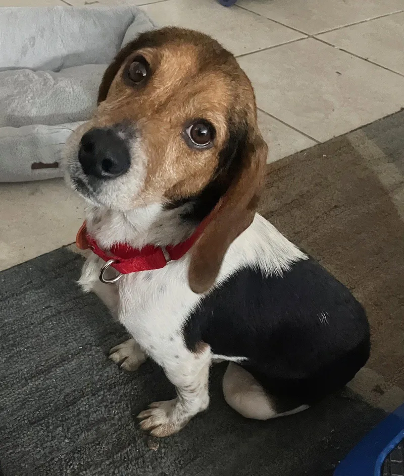 A young small-sized male Beagle dog named Hushpuppy for adoption in Dunnellon, FL
