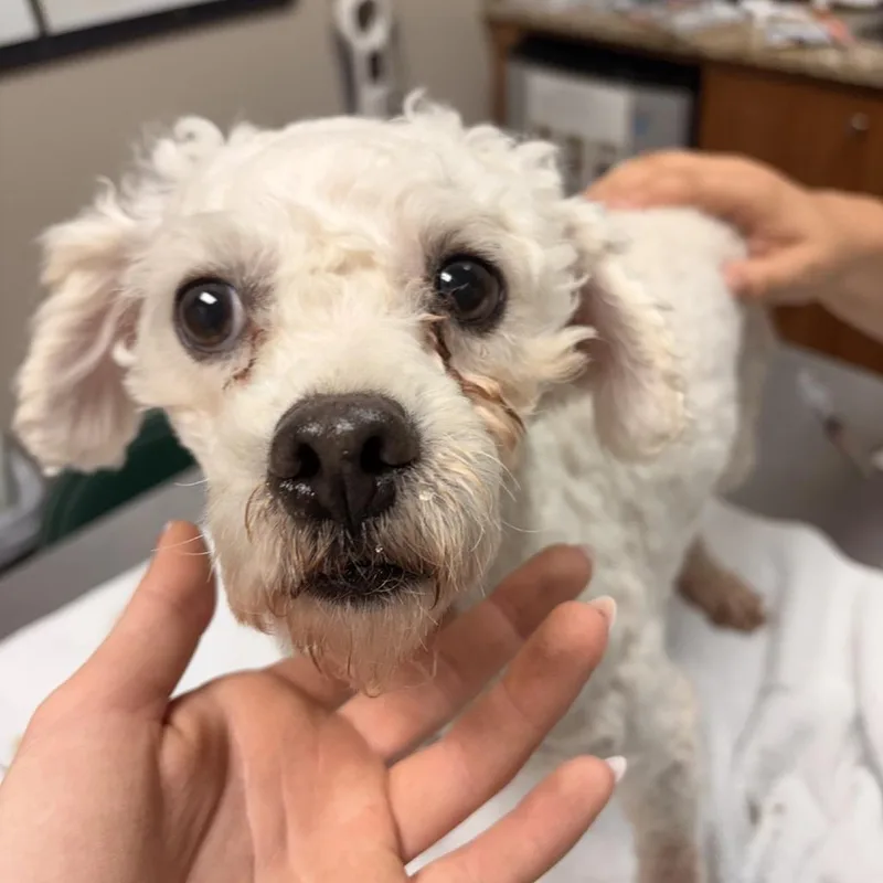 A senior small-sized male White / Cream Bichon Frise dog named Prince for adoption in Norfolk, NE