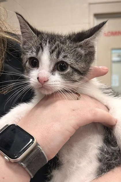 A baby small-sized female Domestic Short Hair cat named Smuckers for adoption in Fishers, IN