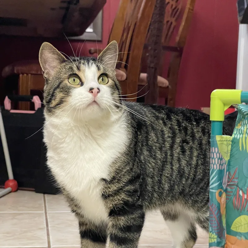 An adult medium-sized male Tabby (Brown / Chocolate) Domestic Short Hair cat named Gon for adoption