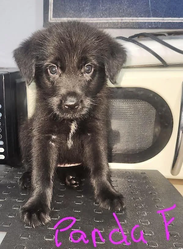 A baby medium-sized female Shepherd dog named Panda for adoption in Manchester, CT