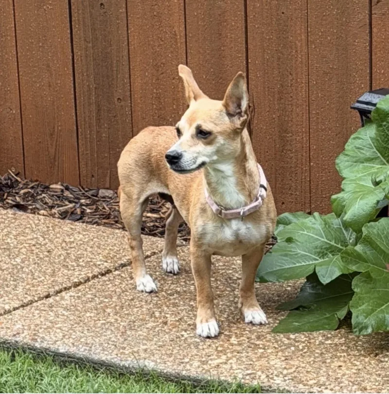 An adult small-sized female Yellow / Tan / Blond / Fawn Chihuahua dog named Christina Yang for adoption in Houston, TX