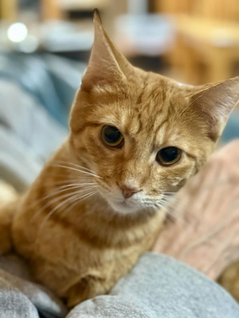 Cat  Phineas thumbnail 2