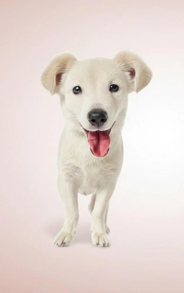 A baby small-sized female Mixed Breed dog named Jewel for adoption in Evergreen, CO
