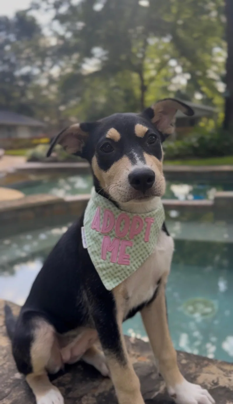 A baby medium-sized female Black Rottweiler dog named Celia for adoption in Houston, TX