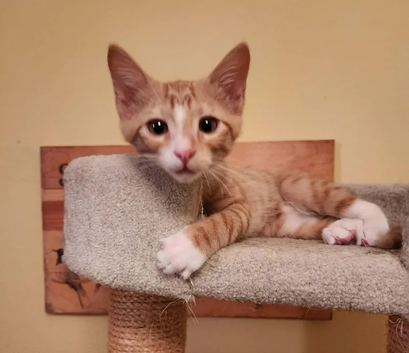 A young medium-sized male Domestic Short Hair cat named Twink for adoption in Mansfield, TX