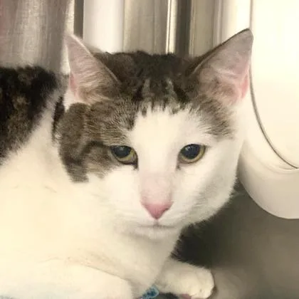 An adult medium-sized male Domestic Short Hair cat named Beetle for adoption in Cincinnati, OH