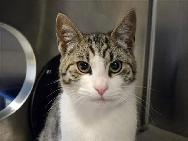A young small-sized female Domestic Short Hair cat named Squishy for adoption in Martinez, CA