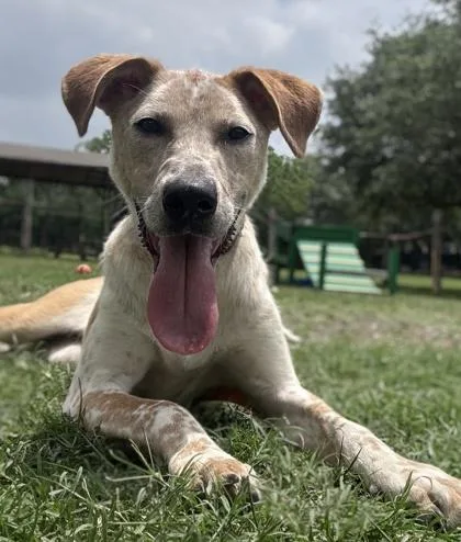 An adult medium-sized male Cattle Dog dog named Instapot for adoption in San Antonio, TX