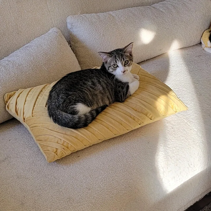 Jennifer Rose thumbnail 2