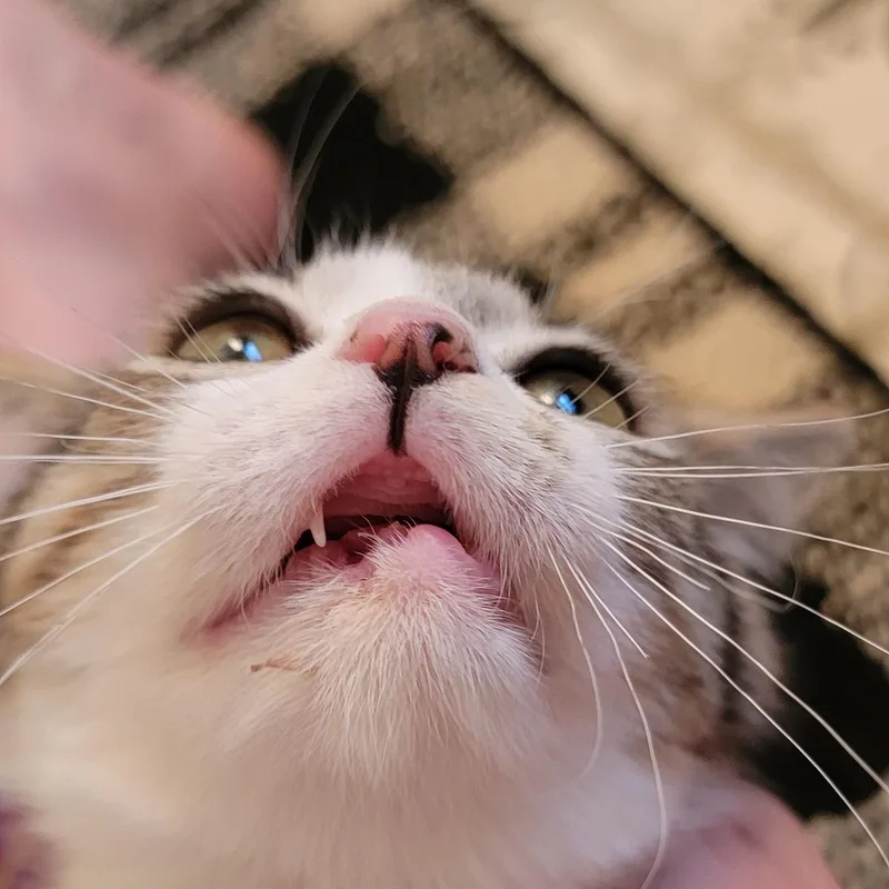 Jennifer Rose thumbnail 5