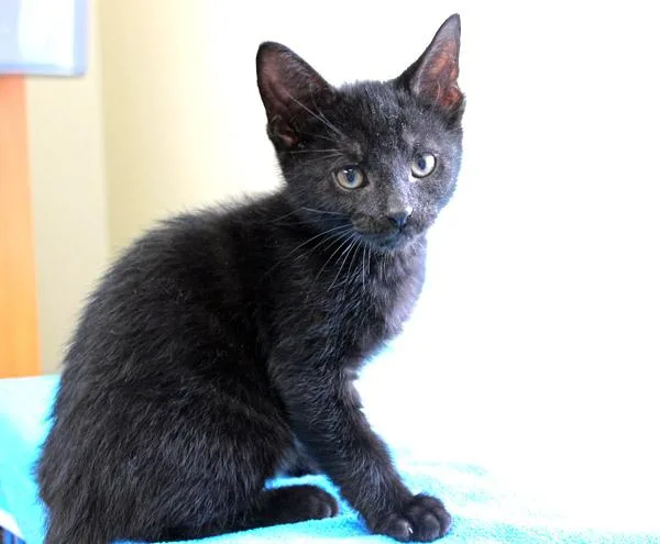 A baby small-sized male Black Domestic Short Hair cat named Sharpie for adoption in Mansfield, MA