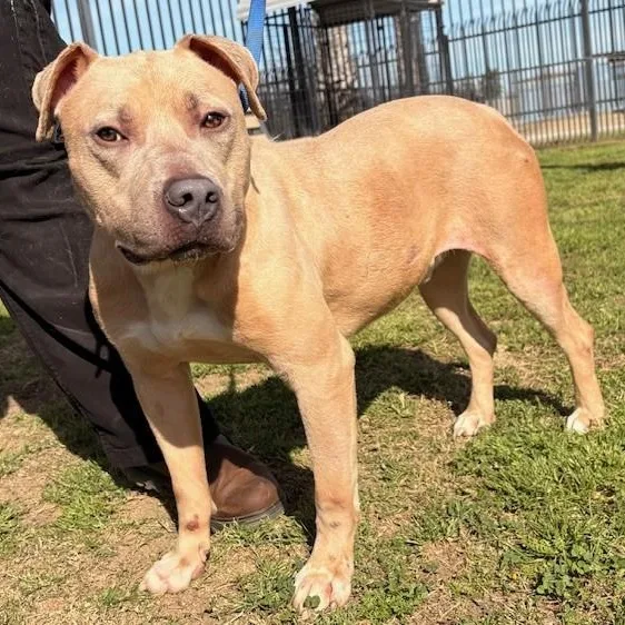 A young medium-sized male White / Cream American Staffordshire Terrier dog named Monarch for adoption in Delano, CA