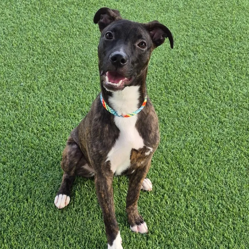 A young medium-sized male Brindle Dutch Shepherd dog named Bane for adoption in Evansville, IN