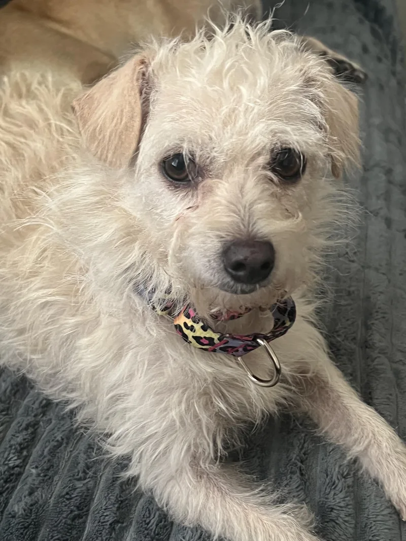 A young small-sized female Maltese dog named Cotton for adoption in Windsor, CO