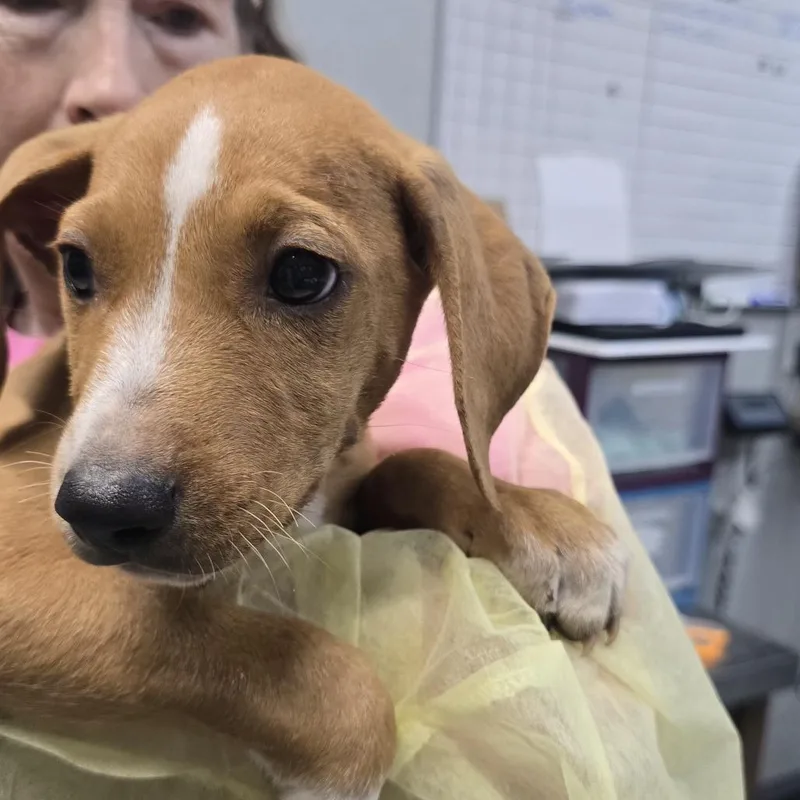 A baby small-sized male Yellow / Tan / Blond / Fawn Catahoula Leopard Dog dog named Jj for adoption in Wappingers Falls, NY