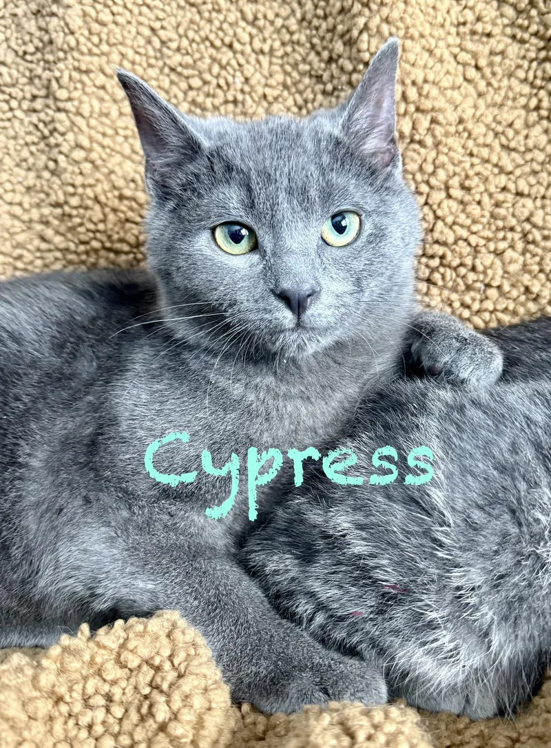 Cypress