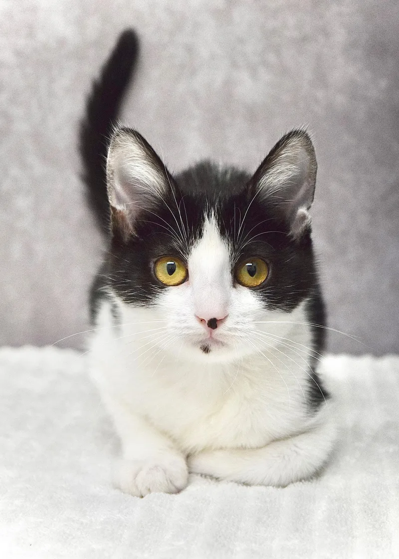 A baby medium-sized female Black & White / Tuxedo Domestic Short Hair cat named Liberty for adoption in Dublin, CA
