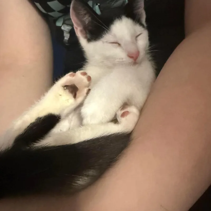A baby small-sized male Black Domestic Short Hair cat named Art The Clown for adoption in Inwood, WV