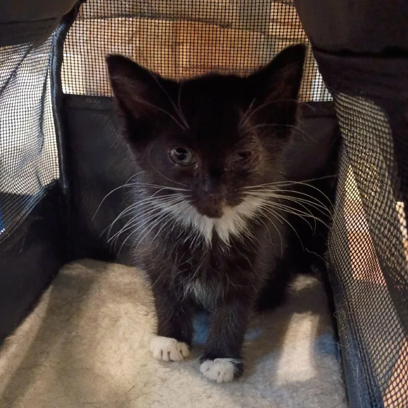 A baby small-sized female Black Domestic Short Hair cat named Charlie for adoption in Lynchburg, VA