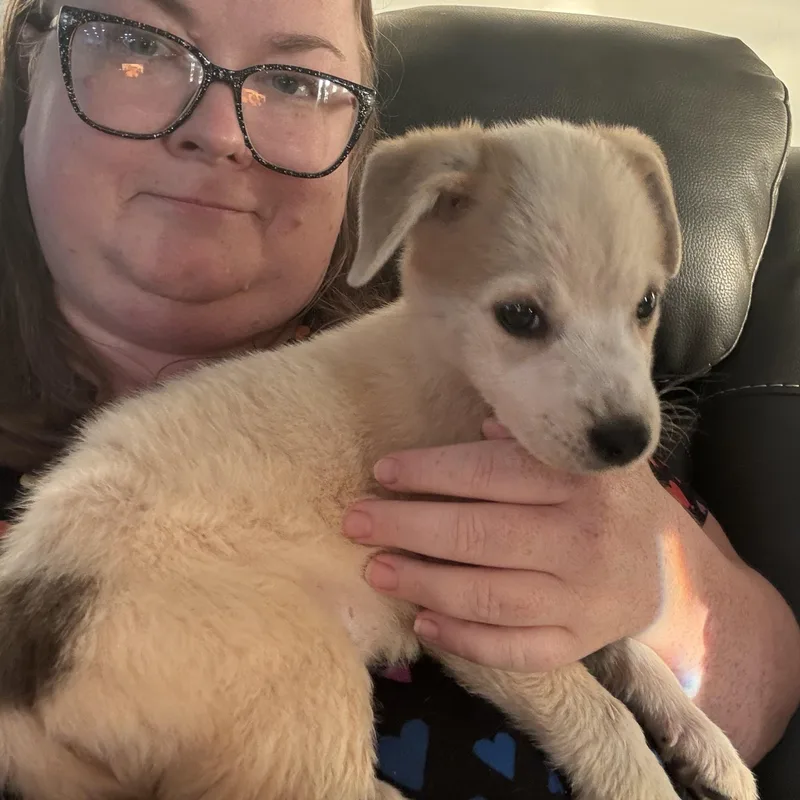A baby medium-sized female Apricot / Beige Great Pyrenees dog named Glenda for adoption in Newfoundland, NJ