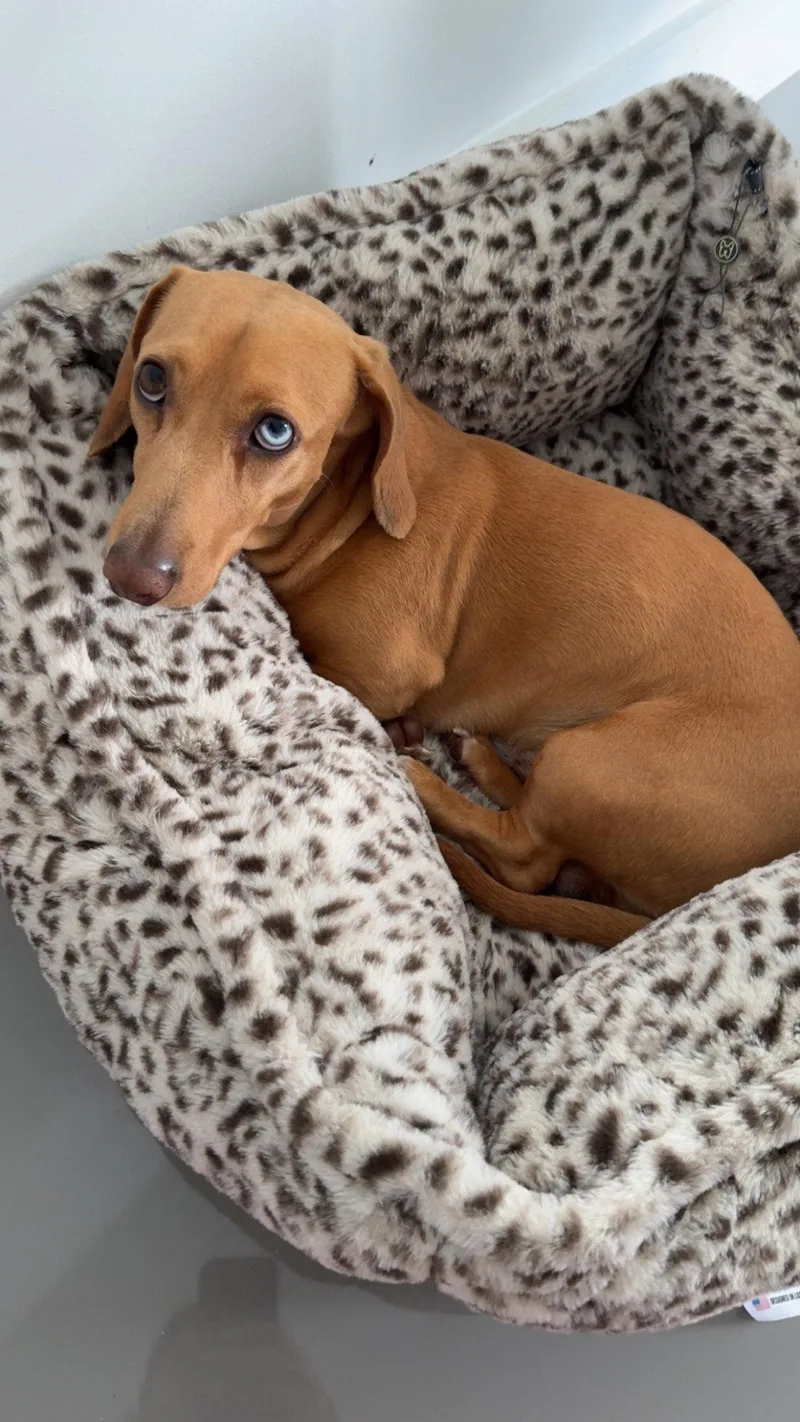 An adult small-sized male Dachshund dog named Bowi for adoption in West Columbia, SC